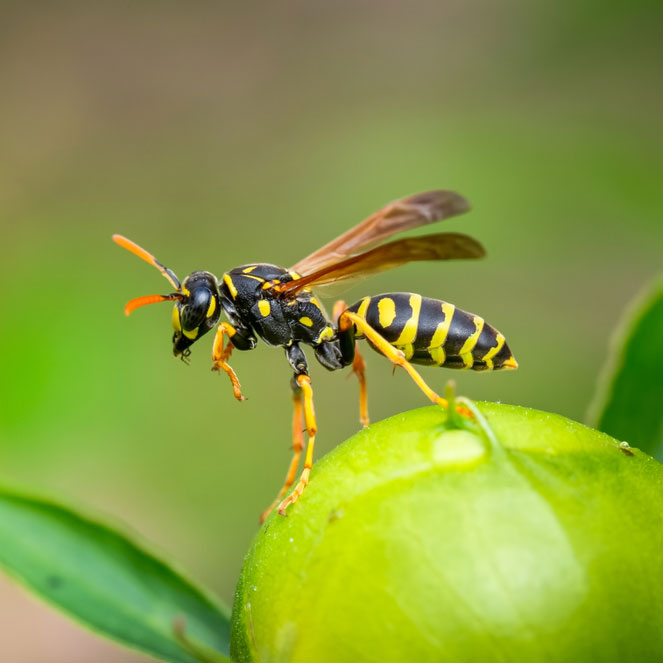 Wasp Removal Gold Coast - BugWise Pest Control